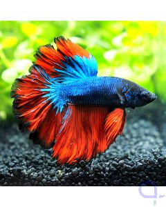 Kampffisch Rosetail - Rosenrot - Betta splendens 