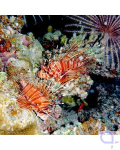 Pterois antennata - Antennen-Feuerfisch - Malediven