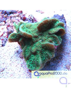 Pavona decussata Grün - Ableger