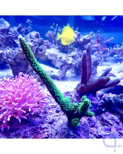 Acropora tumida