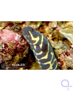 Pholidichthys leucotaenia - Weissstreifen Aalgrundel