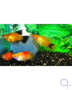 Platy Mix Highfin - 10 x Xiphophorus maculatus