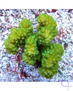 Pocillopora danae - Grün Gelb