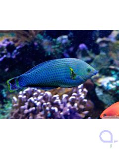 Halichoeres marginatus - Prachtregenbogenlippfisch