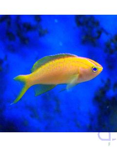 Pyronotanthias parvirostris - Diadem Fahnenbarsch