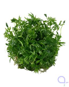 Zartes Lebermoos - Monosolenium tenerum - 1-2-Grow