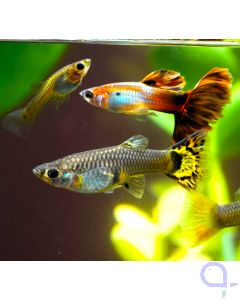 Guppy Zucht-Mix