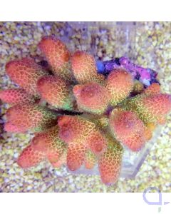 Acropora spathulata - High Grade