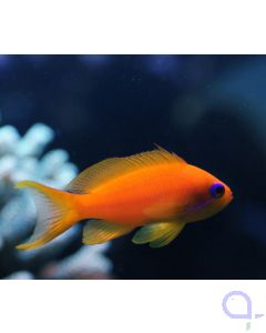 Pseudanthias squamipinnis - Juwelen Fahnenbarsch