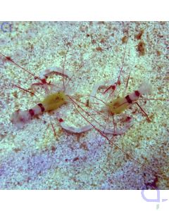 Stenopus zanzibaricus Zanzibar