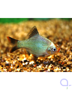 Sumatrabarbe Cobald / Platin - Puntigrus tetrazona