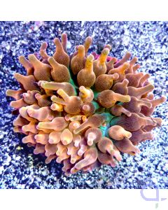 Entacmaea quadricolor "Ultra Sunburst" #53