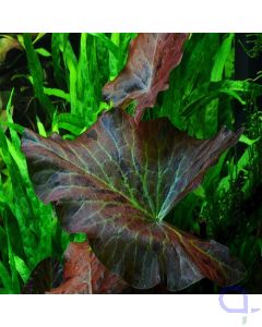 Nymphaea lotus - Roter Tigerlotus im Aquarium