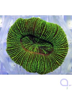 Trachyphyllia geoffroyi Grün - Wulstkoralle