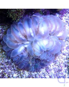 Cynarina lacrymalis -  LPS Koralle