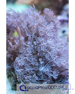 Xenia umbellata - Pumpende Xenien Groß