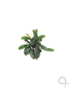 Bucephalandra pygmaea 'Bukit Kelam'