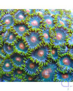 Zoanthus Peacock