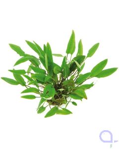 Cryptocoryne affinis - Härtels Wasserkelch Topfpflanze