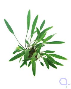Cryptocoryne lucens - Zierlicher Wasserkelch