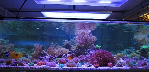 Offenes Salzwasseraquarium mit LED Offenes Salzwasseraquarium mit LED