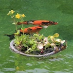 Shop für Aquaristik und Teich aquaPro2000
