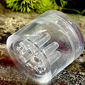 Plattwürmer-Planarien bekämpfen