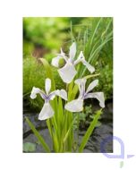 Wasserschwertlilie - Iris laevigata Snowdrift
