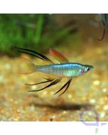 Filigran Regenbogenfisch - Iriatherina werneri
