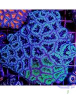 Acanthastrea lordhowensis Grün-Blau