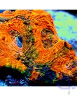Acanthastrea echinata - Ultra Orange - Detail