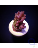 Acropora anthoceris - Tischförmig - Ableger bis XL