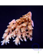 Acropora Multicolor Coral Sea - Ableger bis XL