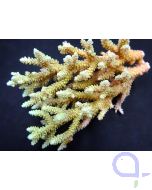 Acropora selago - Ableger bis XL