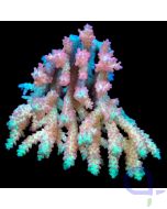 Acropora microclados - Strawberry Shortcake - Ableger bis XL
