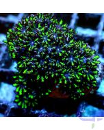 Alcyonium verseveldti