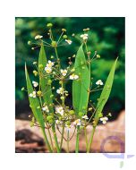 Schmalblättriger Froschlöffel