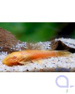 Goldener Antennenwels - Ancistrus sp. Albino)