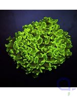 Euphyllia ancora - Hammerkoralle