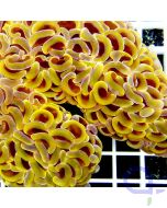Euphyllia ancora Gold 24k