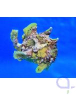 Antennarius sp. Cream