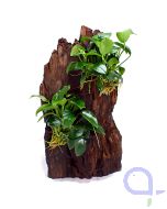Anubias sp. The Hill - Ansicht