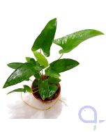 Anubias Gracilis - Ansicht