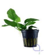 Anubias barteri nana Zwergspeerblatt