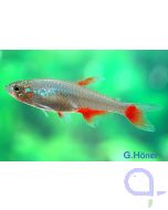 Rotflossensalmler - Aphyocharax anisitsi