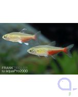 Rubinsalmler - Aphyocharax rathbuni