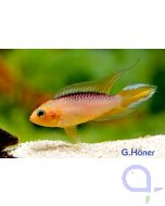 Apistogramma agassizii Gold Red - Zwergbuntbarsch