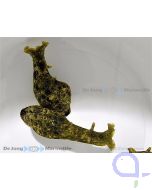 Aplysia dactylomela - Flügel-Seehase