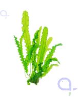 Aponogeton longiplumulosus - Dunkelgrüne Wasserähre