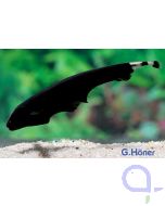 Weißstirn Messerfisch - Apteronotus albifrons